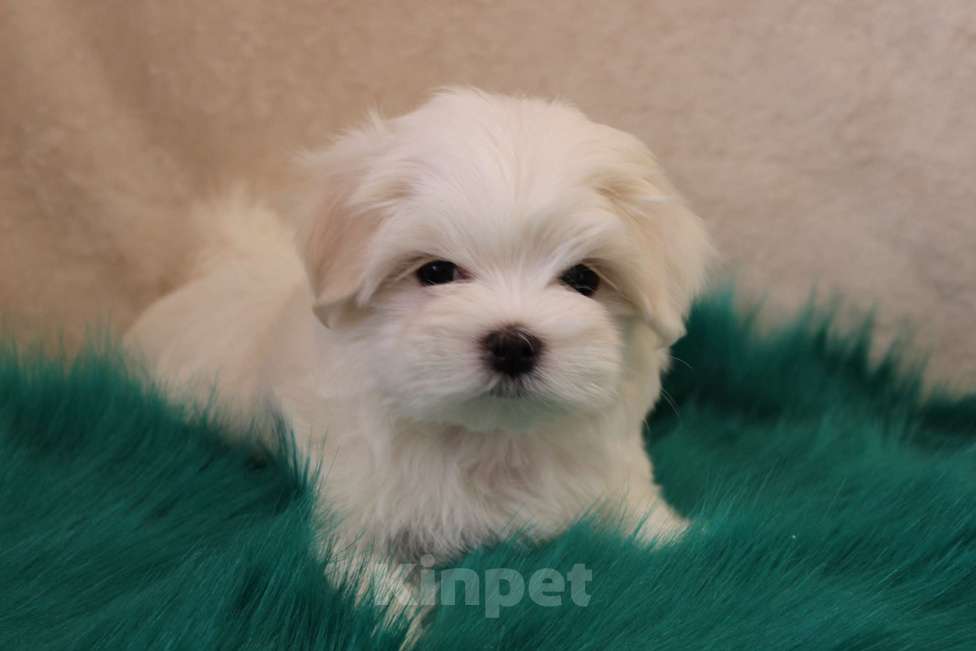 Собаки в Екатеринбурге: Мальтийская болонка РКФ, кобель  2,5 мес. Мальчик, Бесплатно - фото 3