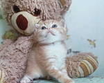 Кошки в Санкт-Петербурге: Шотландские котята золотая шиншилла Мальчик, 13 000 руб. - фото 4