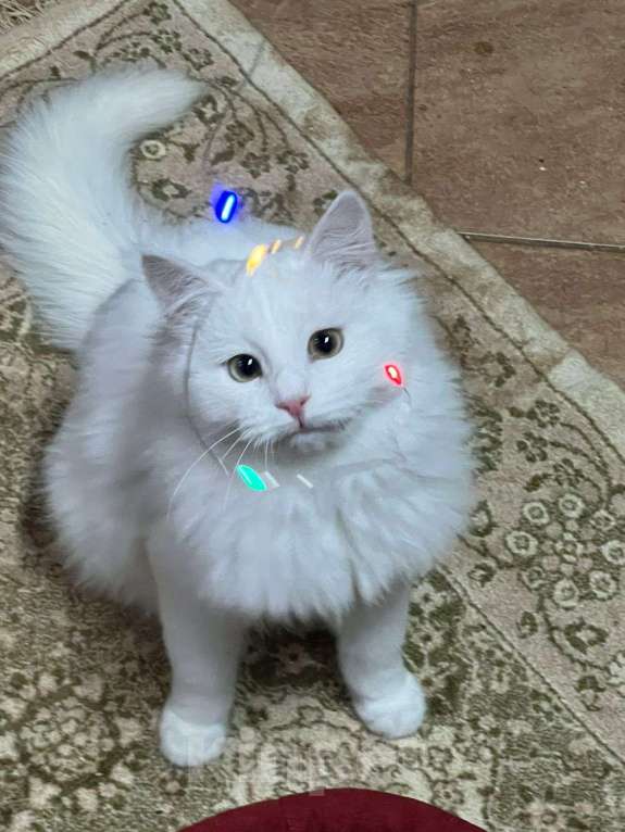 Кошки в Санкт-Петербурге: Безумно красивый котёнок Мальчик, Бесплатно - фото 1