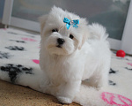 Собаки в Омске: Мальтезе щенок Левгорд Дениска Мальчик, 70 000 руб. - фото 1