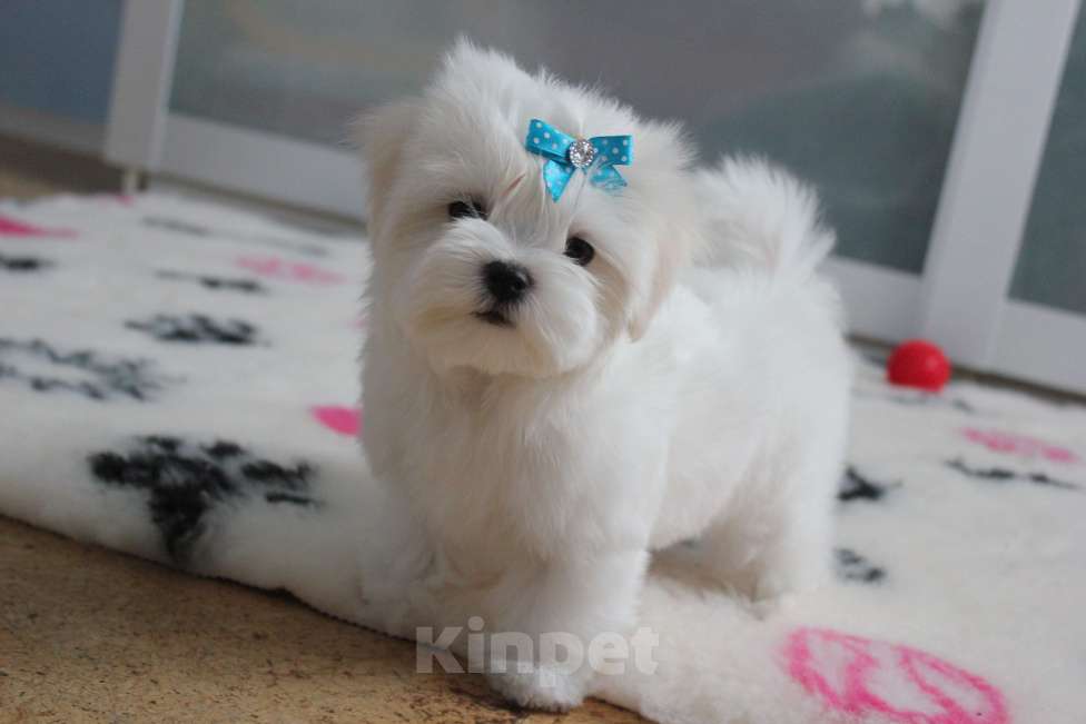 Собаки в Омске: Мальтезе щенок Левгорд Дениска Мальчик, 70 000 руб. - фото 1