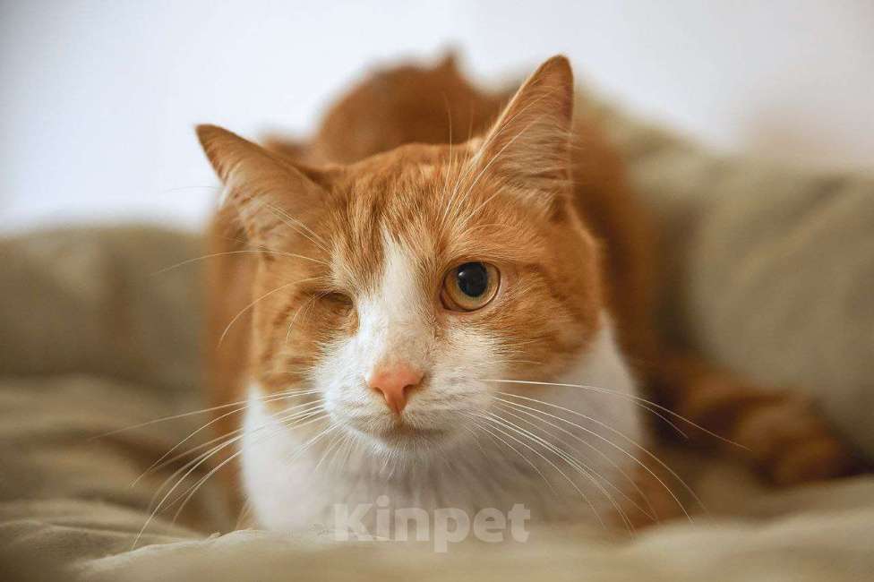 Кошки в Краснознаменске: Тёма ждёт именно Вас💫 Мальчик, 100 руб. - фото 4