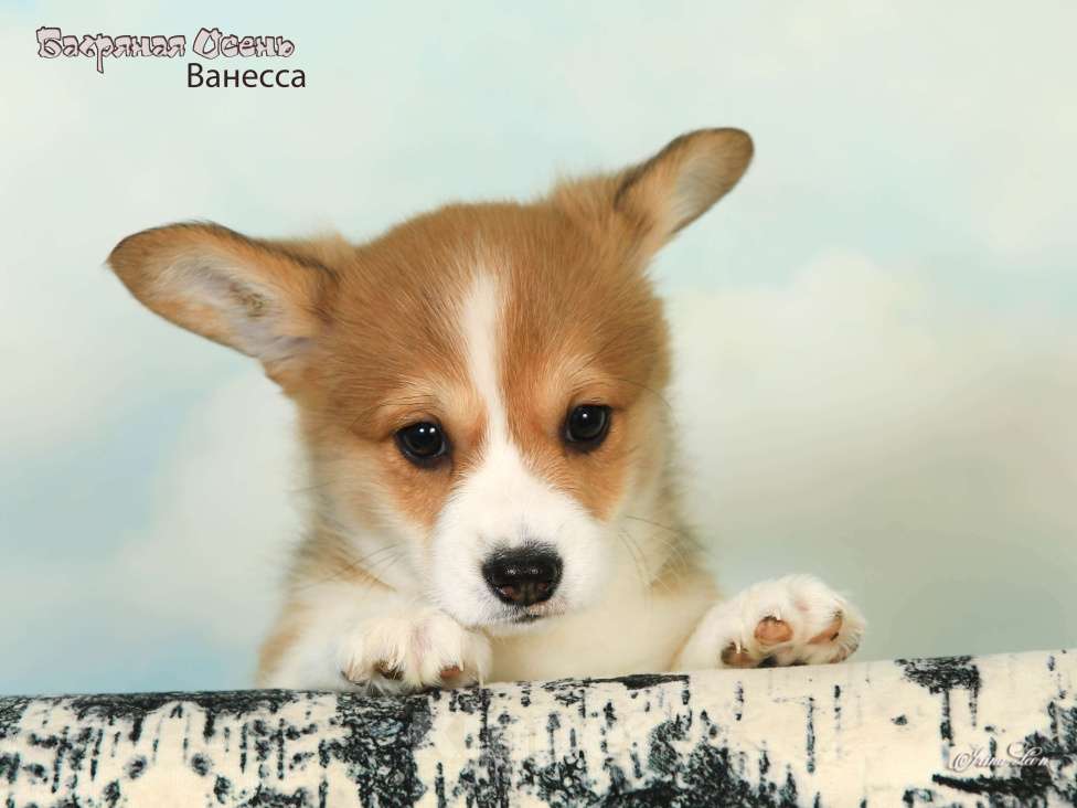 Собаки в других городах Московской области: Продается девочка вельш корги пемброк Девочка, 80 000 руб. - фото 3