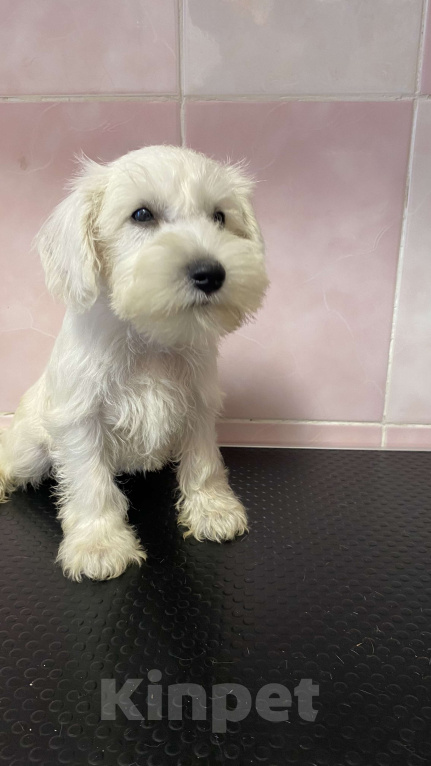 Собаки в Москве: Щенок цвергшнауцера белого Девочка, 55 000 руб. - фото 5