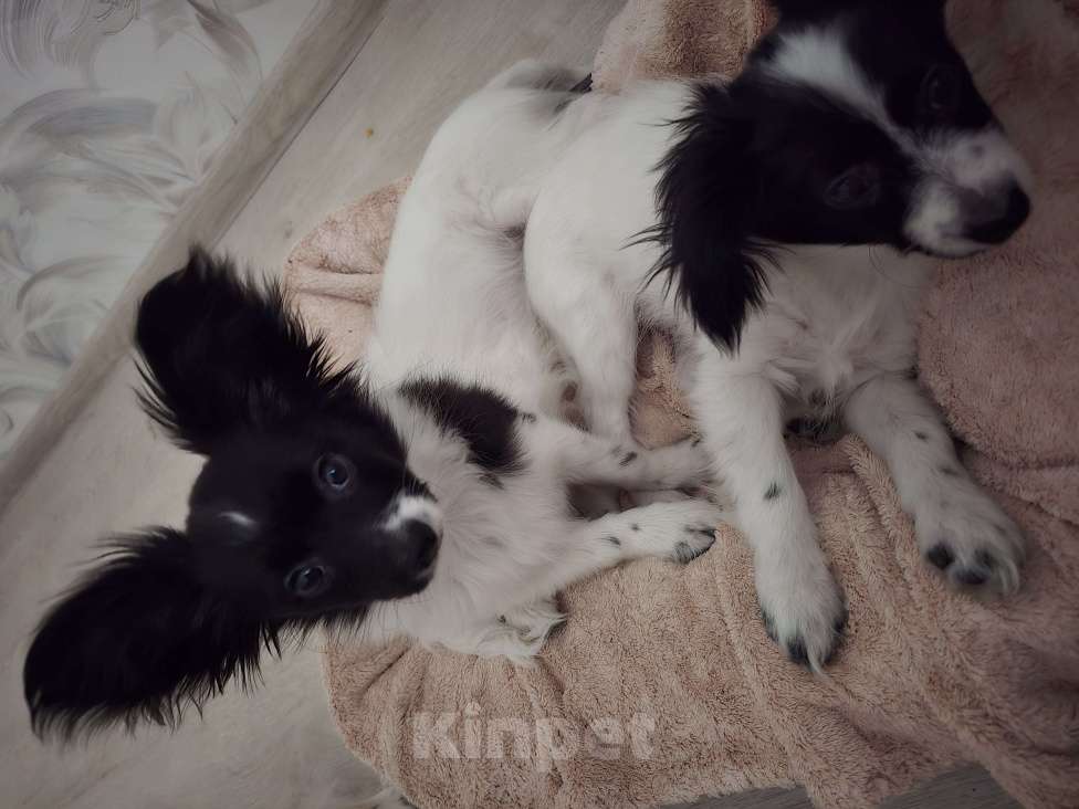 Собаки в других городах Московской области: щенок мальчик с кошками дружит Мальчик, 65 000 руб. - фото 2