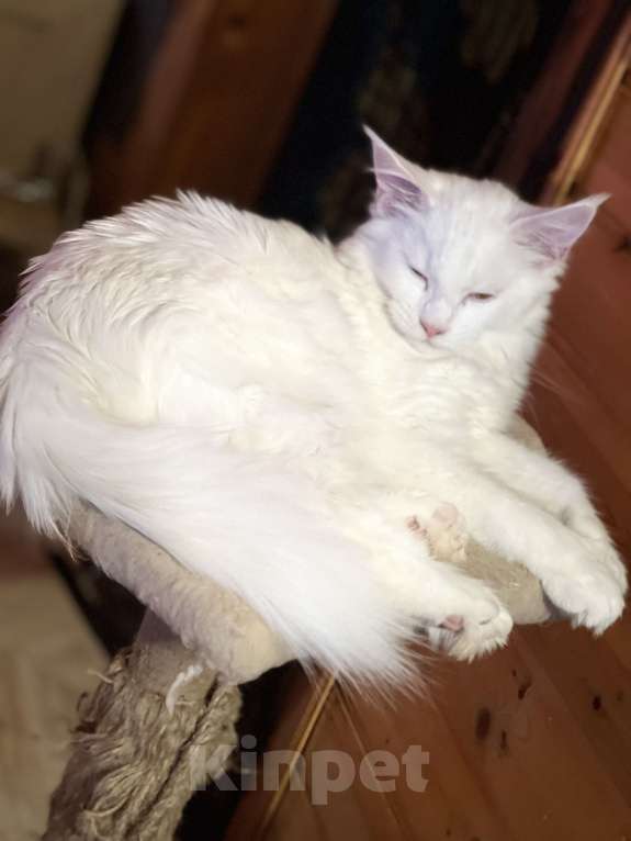 Кошки в Москве: Мейнкун полидакт белая Девочка Девочка, 45 000 руб. - фото 4