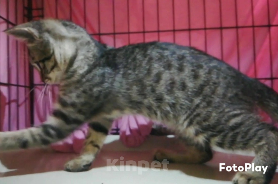 Кошки в Долгопрудном: Котёнок из приюта мечтает о доме Девочка, Бесплатно - фото 3