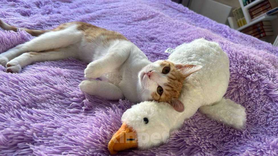 Кошки в Москве: Милый котенок срочно ищет дом Мальчик, Бесплатно - фото 2