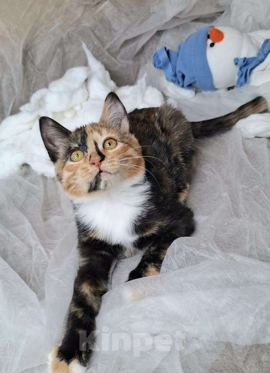 Кошки в Москве: Котёнок с капелькой на носу в поисках хозяев  Девочка, Бесплатно - фото 9
