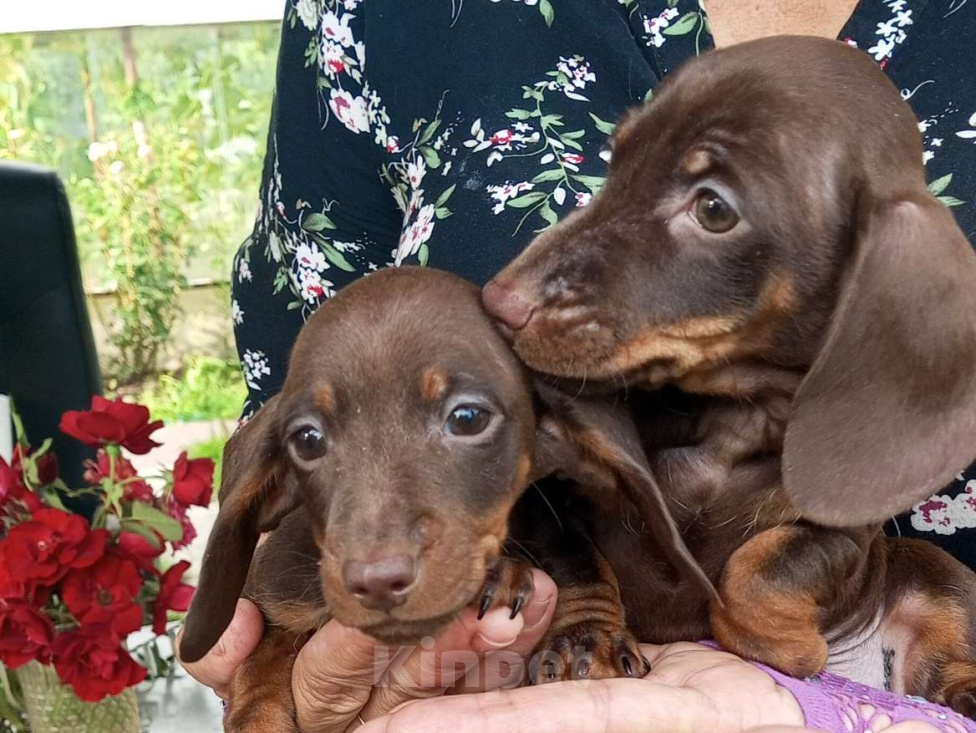 Собаки в Москве: Девочка кроличья 100% гарантия Девочка, 120 000 руб. - фото 3