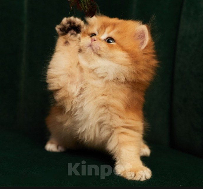 Кошки в Челябинске: Котенок британская золотая шиншилла Мальчик, Бесплатно - фото 1