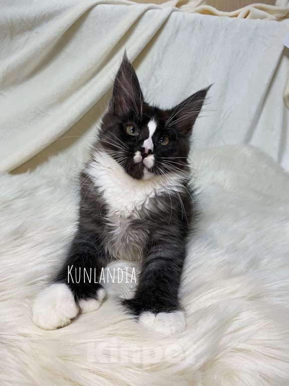 Кошки в Екатеринбурге: мейн-кун полидакт  Девочка, 30 000 руб. - фото 2