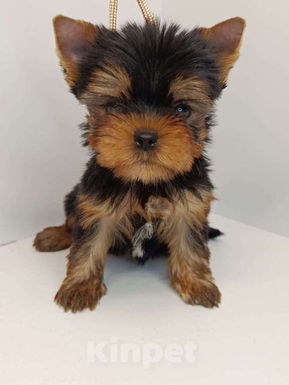 Собаки в других городах Московской области: Леон Мальчик, 55 000 руб. - фото 1