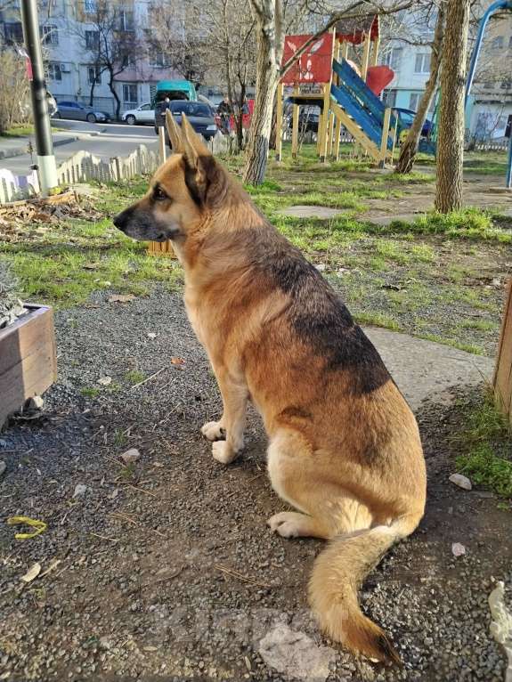 Собаки в Симферополе: Отдам в добрые руки Девочка, Бесплатно - фото 1