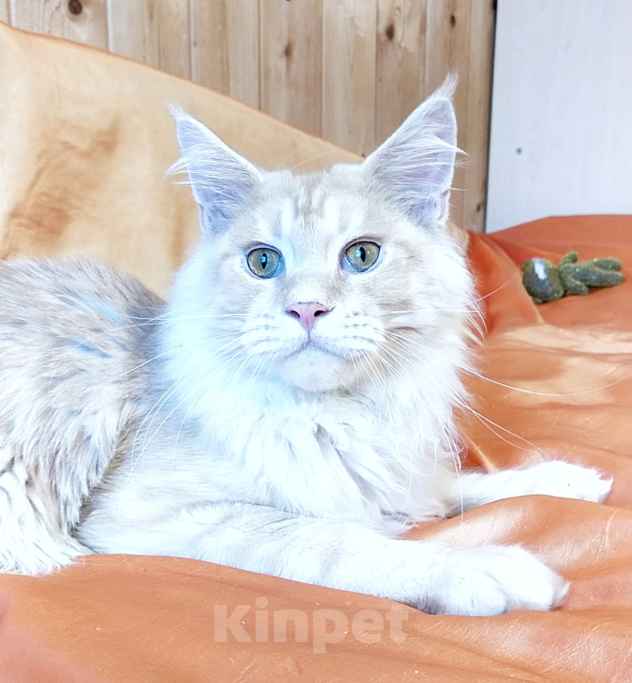 Кошки в Челябинске: 🔥🔥🔥МАЛЬЧИК МЕЙН-КУН ПИТОМНИК🔥🔥🔥 Мальчик, 25 000 руб. - фото 2