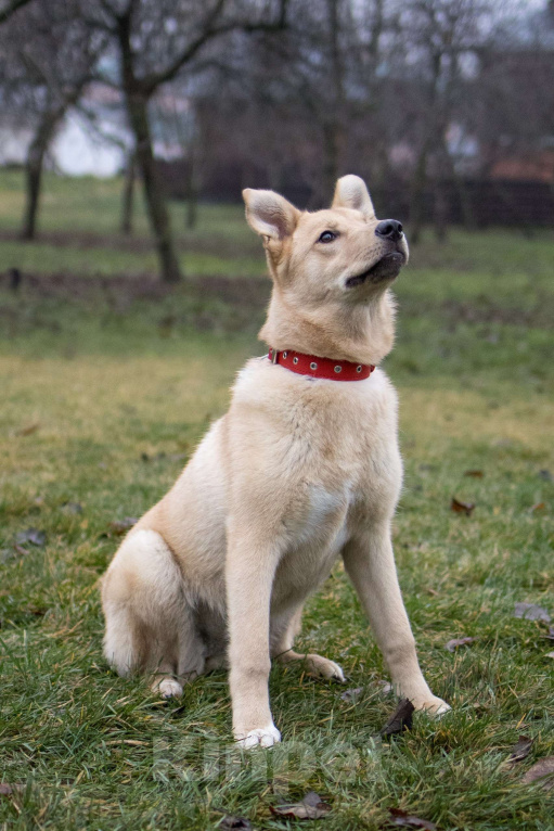 Собаки в Москве: Щенки бесплатно в Москве Девочка, Бесплатно - фото 6