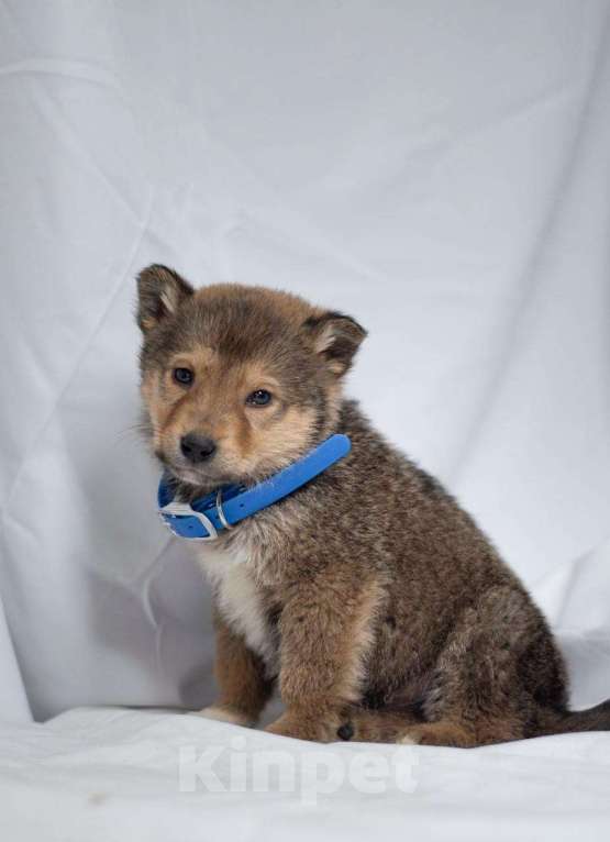 Собаки в Ногинске: Щенок Хома ищет дом Мальчик, Бесплатно - фото 2