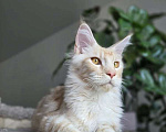 Кошки в Липецке: Мейн - кун Мальчик, Бесплатно - фото 2