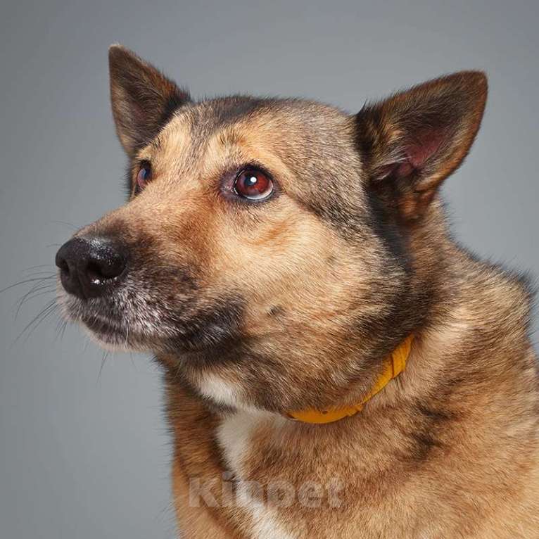 Собаки в Москве: Лана Девочка, Бесплатно - фото 2