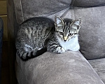 Кошки в Самаре: котик в добрые руки Мальчик, Бесплатно - фото 2