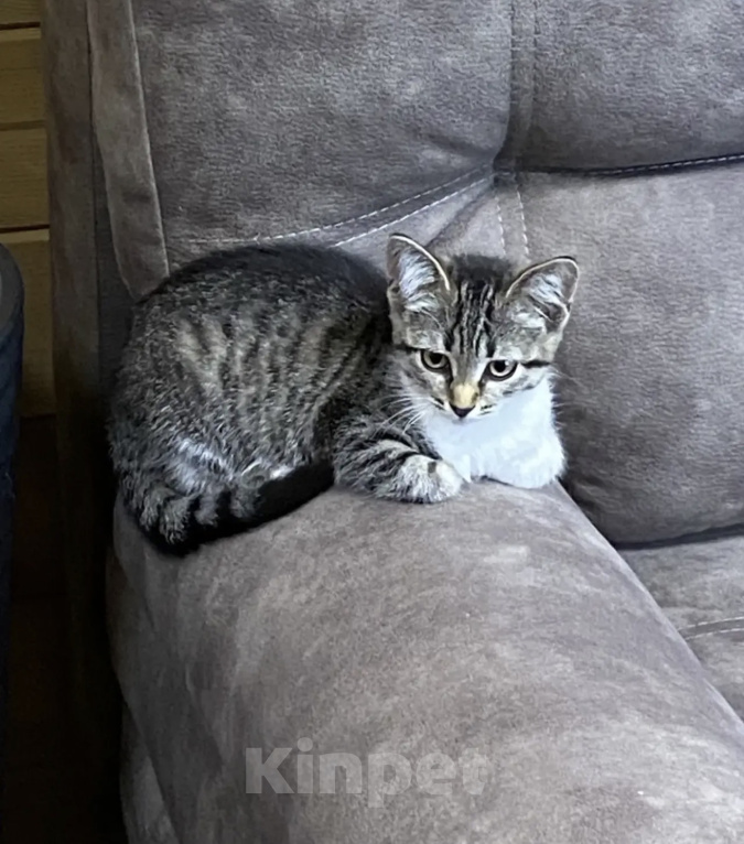 Кошки в Самаре: котик в добрые руки Мальчик, Бесплатно - фото 2