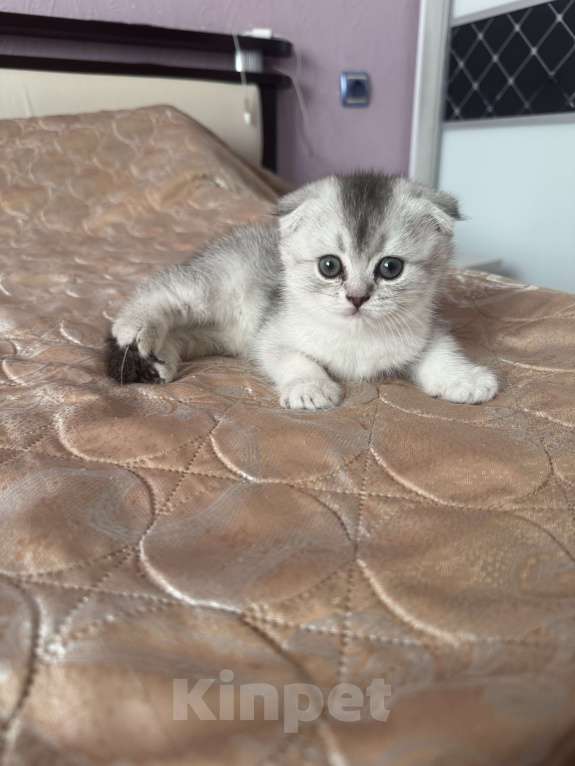 Кошки в Воронеже: Котёнок серебристой британской шиншиллы Девочка, 20 000 руб. - фото 4