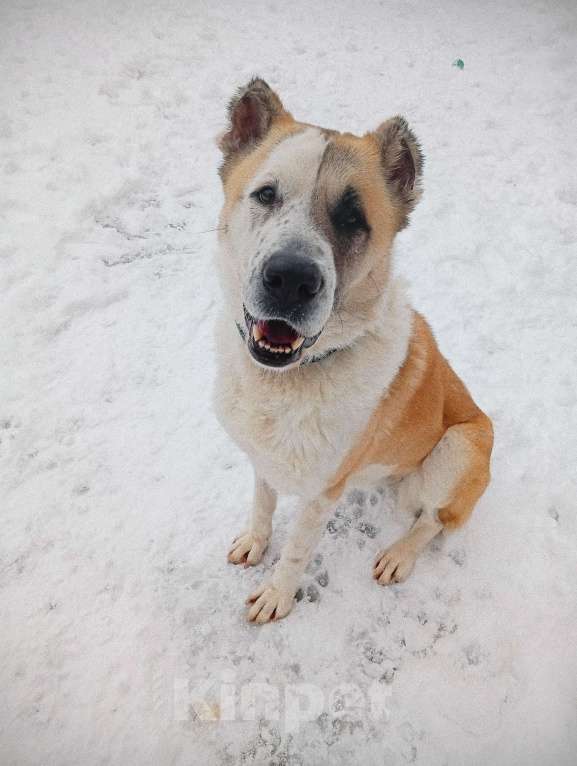 Собаки в Краснодаре: Собака в добрые руки Девочка, Бесплатно - фото 4