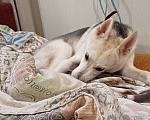 Собаки в Раменском: Вульфи ищет новый дом Мальчик, Бесплатно - фото 6