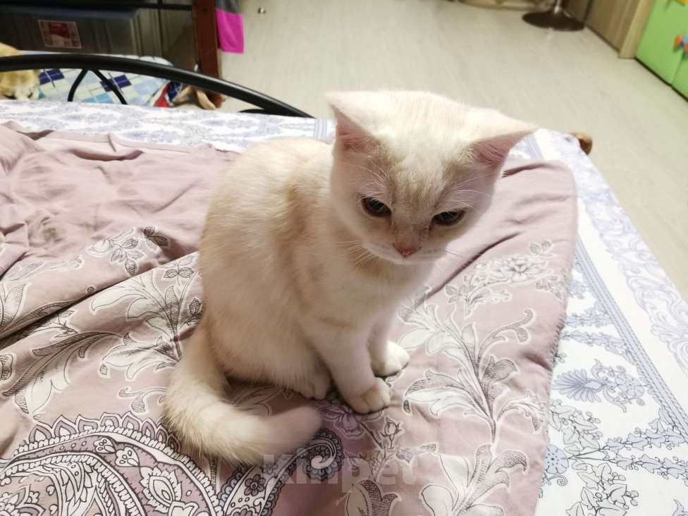 Кошки в Москве: Британские и Шотландские котята  Мальчик, 10 000 руб. - фото 3