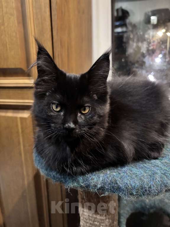 Кошки в Петергофе: Девулечка Девочка, 45 000 руб. - фото 4