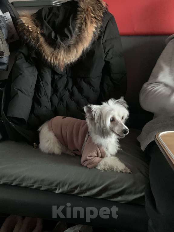 Собаки в Апатите: ПРОПАЛА СОБАКА БЕРТА / АПАТИТЫ КОЗЛОВА Девочка, 50 000 руб. - фото 1