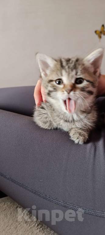 Кошки в Химках: Котёнок-девочка Девочка, 1 500 руб. - фото 4