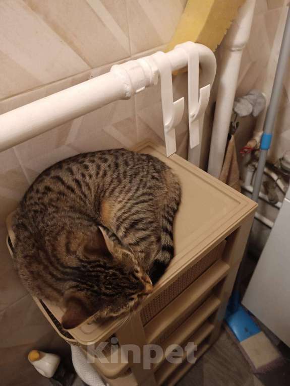 Кошки в Москве: Кошечка Флора ищет добрые руки Девочка, Бесплатно - фото 2