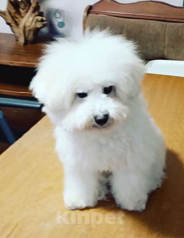 Собаки в Казани: Бишон в добрые руки Мальчик, 50 руб. - фото 2