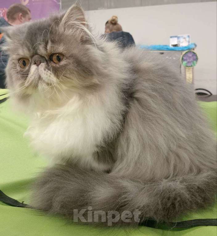 Кошки в Москве: Титулованый перс экзот Мальчик, 99 999 руб. - фото 3