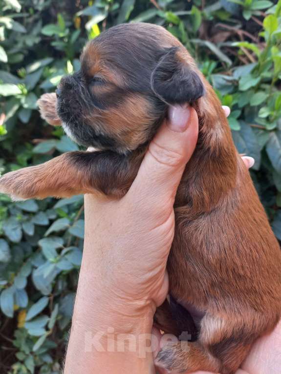 Собаки в Краснодаре: Мальтипу Девочка, Бесплатно - фото 4