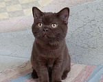 Кошки в Санкт-Петербурге: Шоколадная британская кошечка Девочка, 50 000 руб. - фото 2