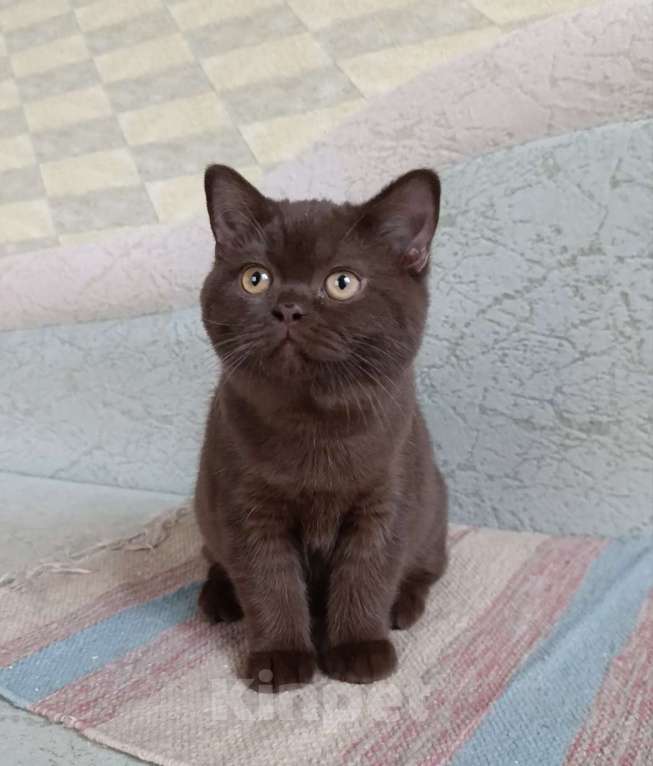 Кошки в Санкт-Петербурге: Шоколадная британская кошечка Девочка, 50 000 руб. - фото 2