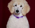 Собаки в других городах Московской области: стандартный пудель -белая сука Девочка, Бесплатно - фото 3
