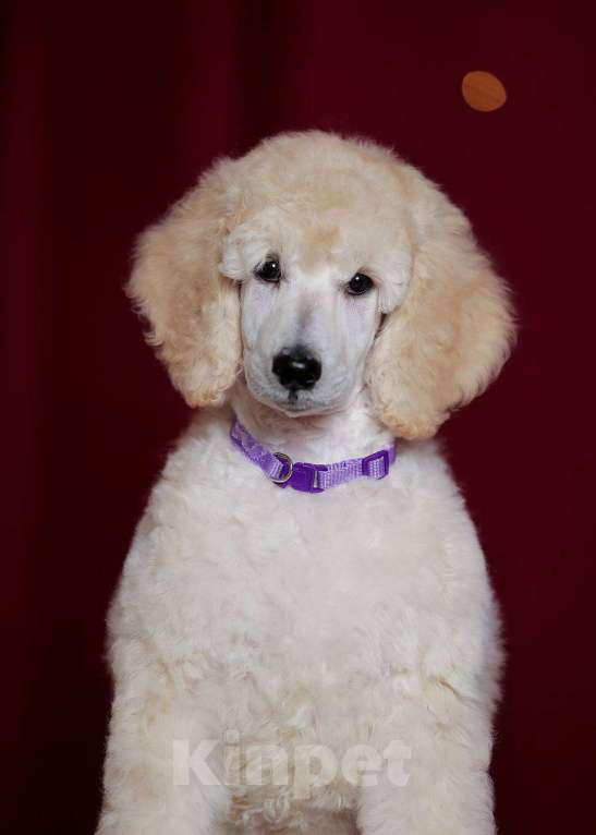 Собаки в других городах Московской области: стандартный пудель -белая сука Девочка, Бесплатно - фото 3