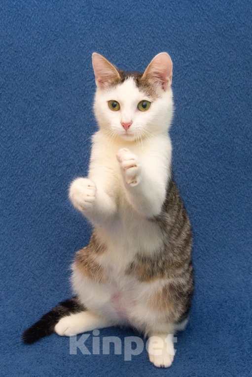 Кошки в Москве: Котенок мальчик в добрые руки Мальчик, 10 руб. - фото 4