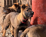 Собаки в других городах Крыма: Щенки немецкой овчарки Девочка, Бесплатно - фото 8