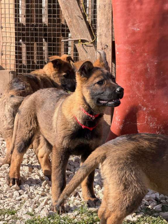 Собаки в других городах Крыма: Щенки немецкой овчарки Девочка, Бесплатно - фото 8