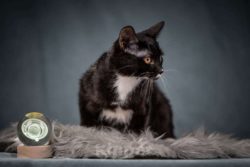 Кошки в Клине: Котюлька — очаровательная молодая кошечка Девочка, Бесплатно - фото 5