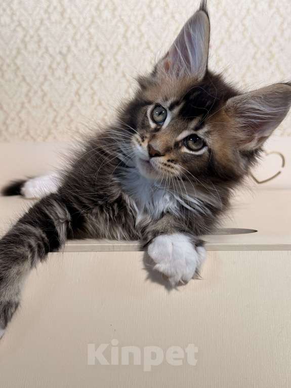 Кошки в Москве: Котенок Мейн Кун Мальчик, 70 000 руб. - фото 4