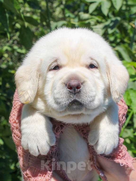 Собаки в других городах Липецкой области: Щенок лабрадора Холлабвууд'с Рокфеллер Мальчик, 120 000 руб. - фото 3