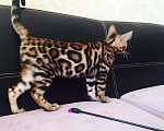 Кошки в Архангельске: Бенгальские котята с очень сочным окрасом, 100 000 руб. - фото 1