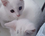 Кошки в Санкт-Петербурге: Продаются котики-крысоловы породы "Турецкий Ван" с голубыми или янтарными глазами Мальчик, 25 000 руб. - фото 1