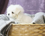 Собаки в Санкт-Петербурге: ЩЕНКИ МАЛЬТИЙСКОЙ БОЛОНКИ Девочка, Бесплатно - фото 1