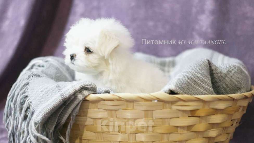 Собаки в Санкт-Петербурге: ЩЕНКИ МАЛЬТИЙСКОЙ БОЛОНКИ Девочка, Бесплатно - фото 1